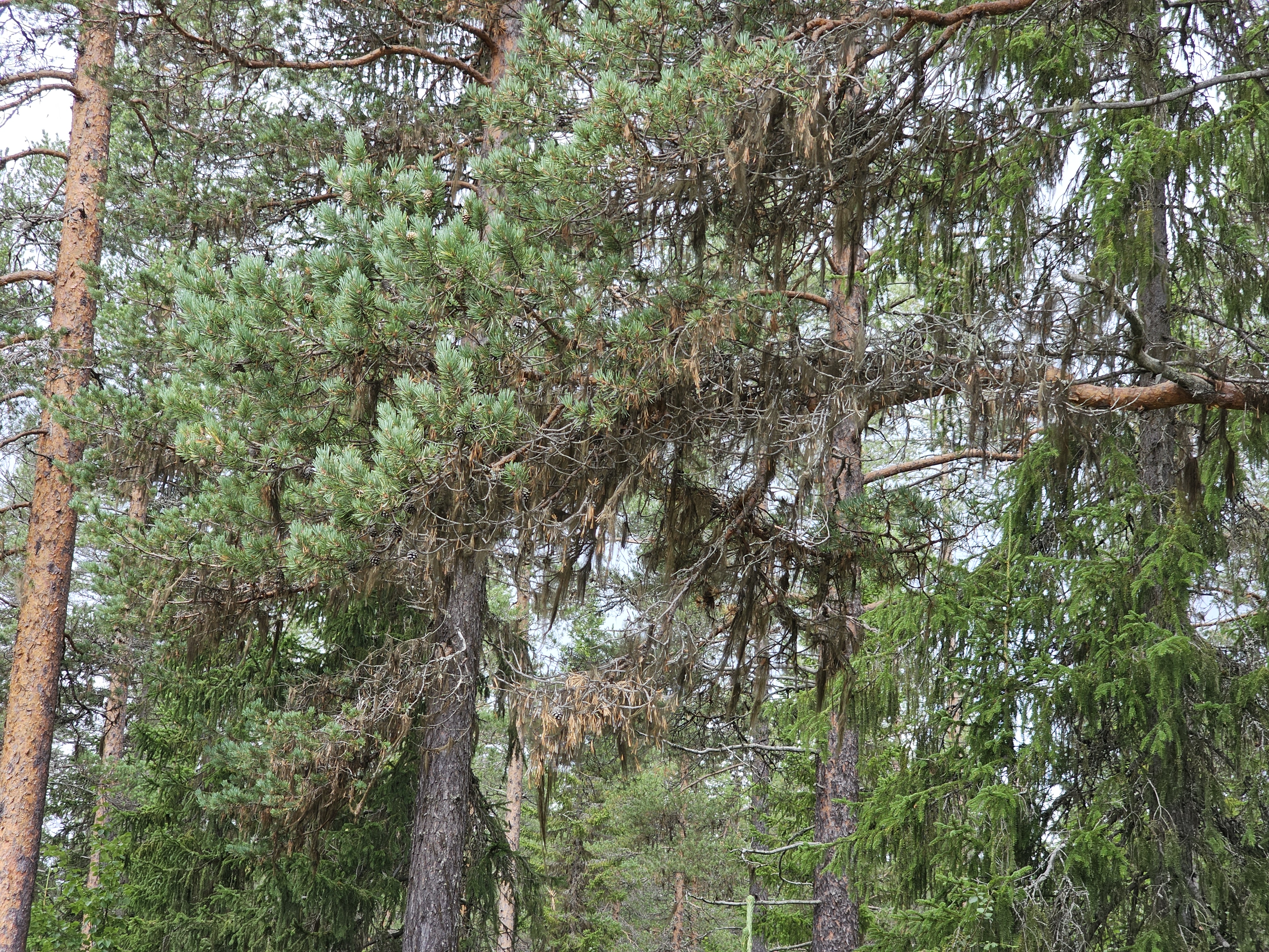 Blick auf den Lägen